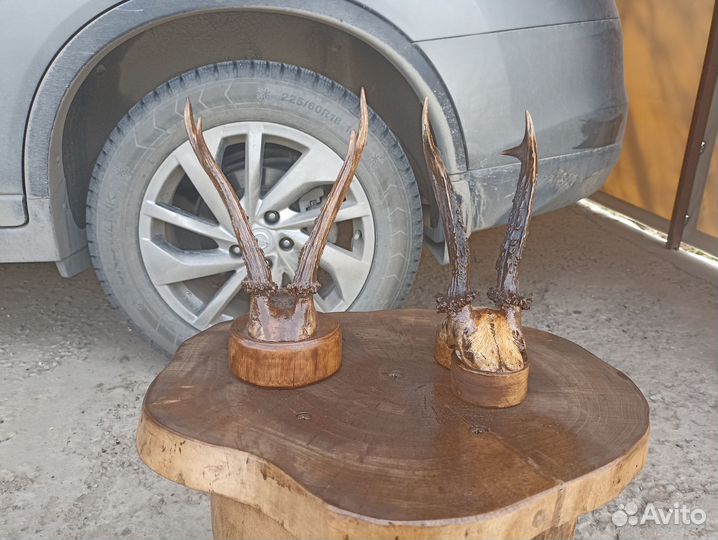 Продам рога косули