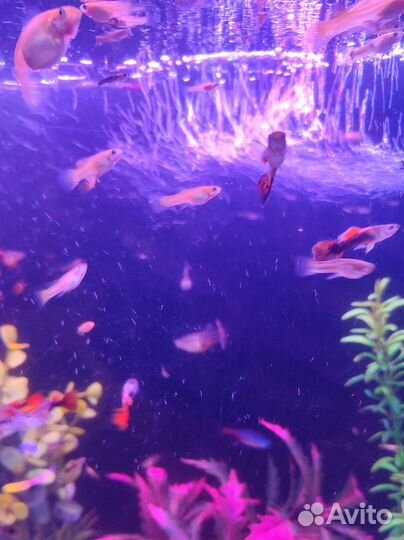 Красивые гуппи