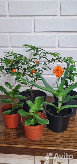 Комнатные цветы