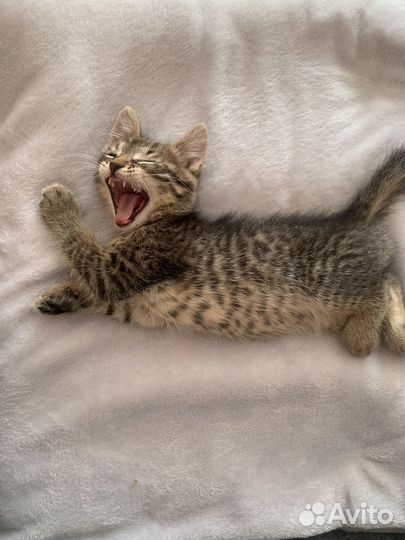 Продажа котят