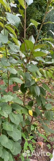 Саженцы вишни шиповника каштана и дуба