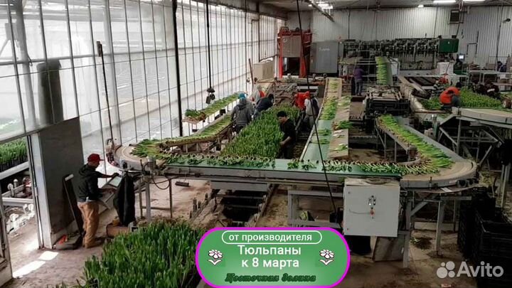 Тюльпаны оптом к празднику 8 марта