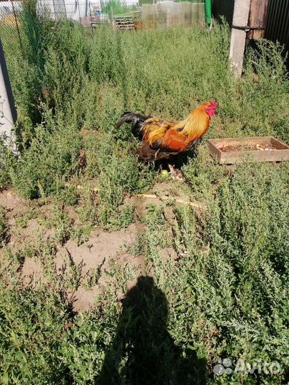 Петух на племя породистый