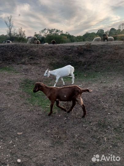 Козлики на мяса