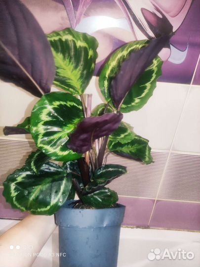 Калатея медальон премиум