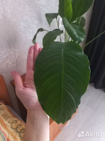 Спатифиллум крупнолистовой