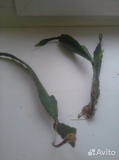 Комнатные растения цветы