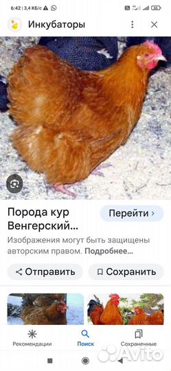 Венгерский великан