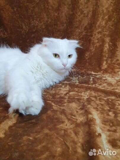 Белоснежная вислоухая кошка - в дар
