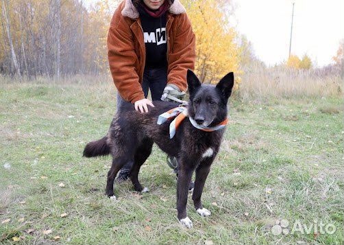 Ласковая красивая собака ищет добрые руки