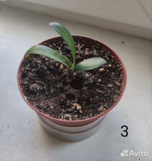 Комнатные цветы кливия