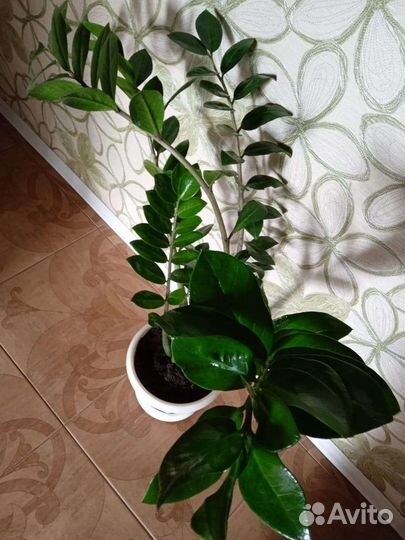 Замиокулькас