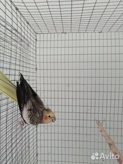 Попугаи корелла