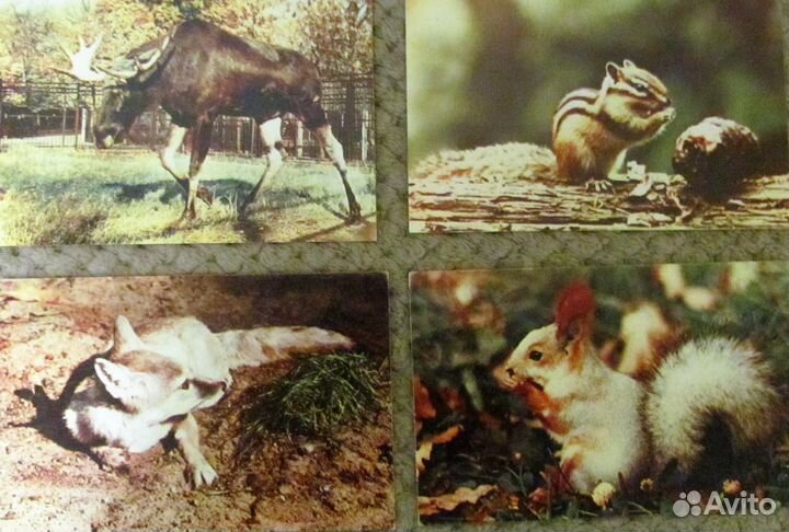 Советские открытки - Московский зоопарк