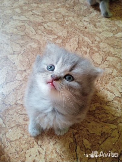 Шотландские котята