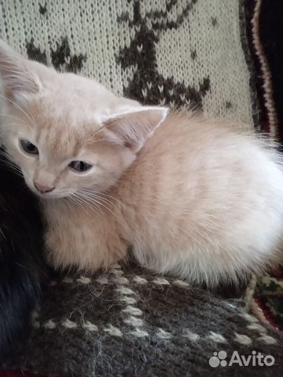Котик и кошка