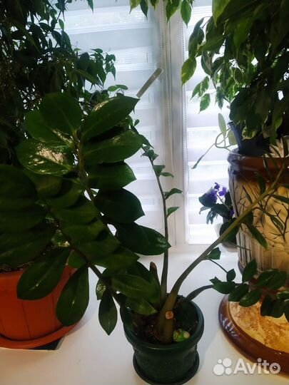 Замиакулькас и Алоказия