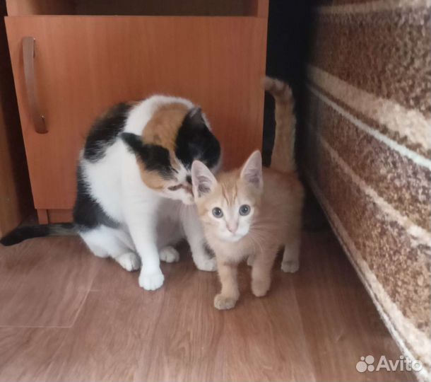 Котенок