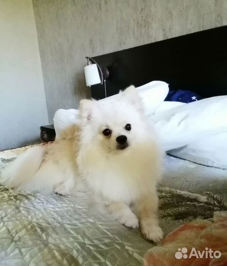 Щенки шпица