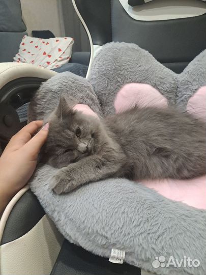 Котенок (мальчик)