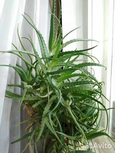 Алоэ лечебный на срез