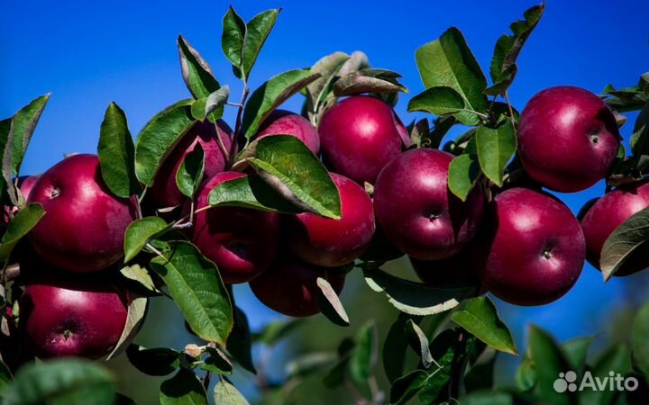 Элитные саженцы