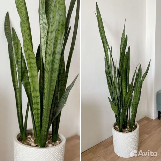 Сансивиерия (120см) для интерьера, растения в офис