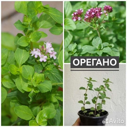 Флокс растопыренный, сныть, душистые травы