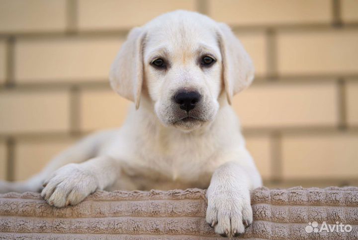 Щенки лабрадора