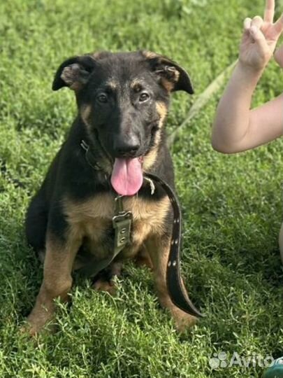 Немецкая овчарка