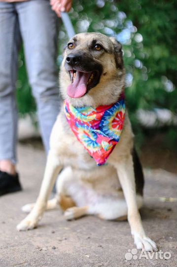 Скромница Октавия из приюта ждёт лучшего хозяина