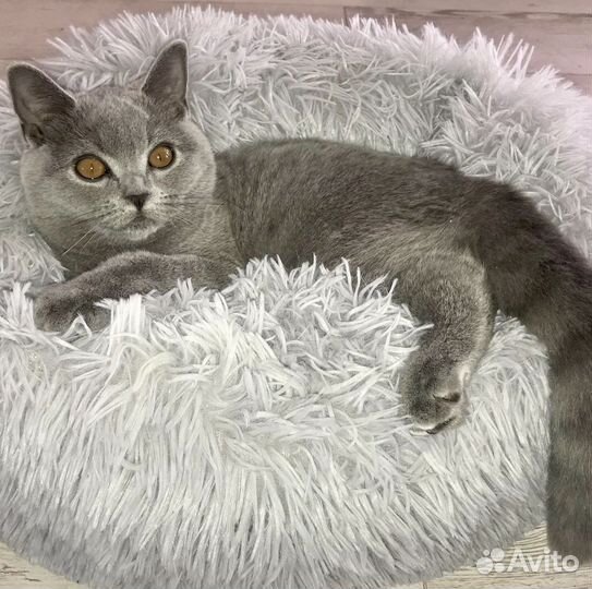 Лежанка для кошек