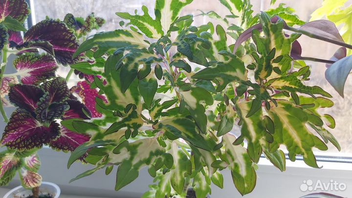 Колеус сортовой