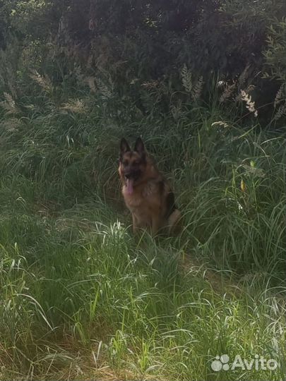 Немецкая овчарка мальчик,ищем девочку для случки