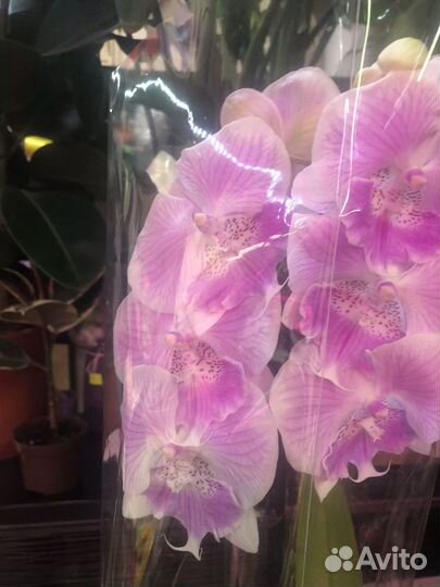 Фаленопсисы