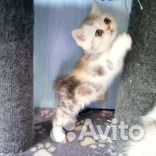 Каликоша и Беляш