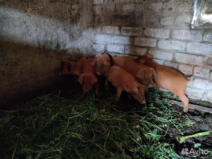 Продаю поросят 8 недель