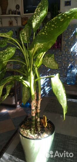 Комнатные растения,кактусы,диффенбахия