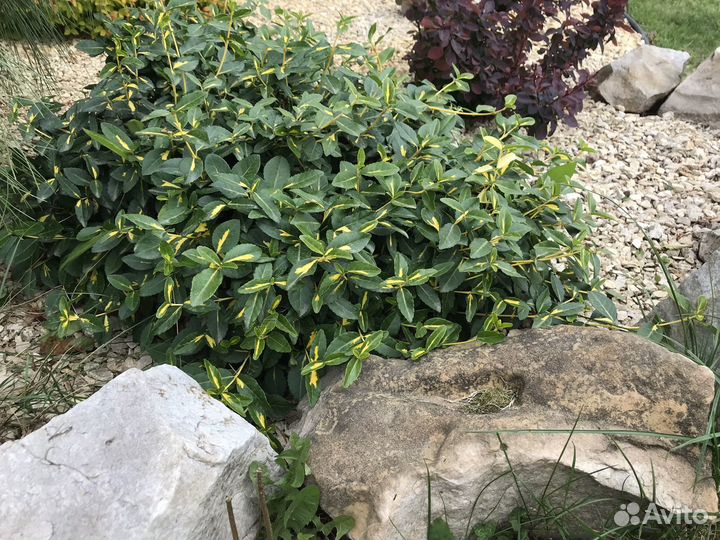 Бересклет форчуна