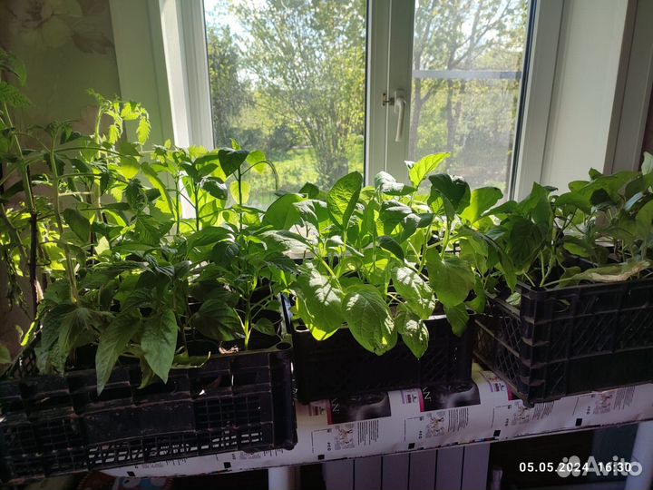 Рассада помидор, перцев,баклажан