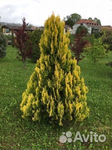 Туя Еллооу Риббон