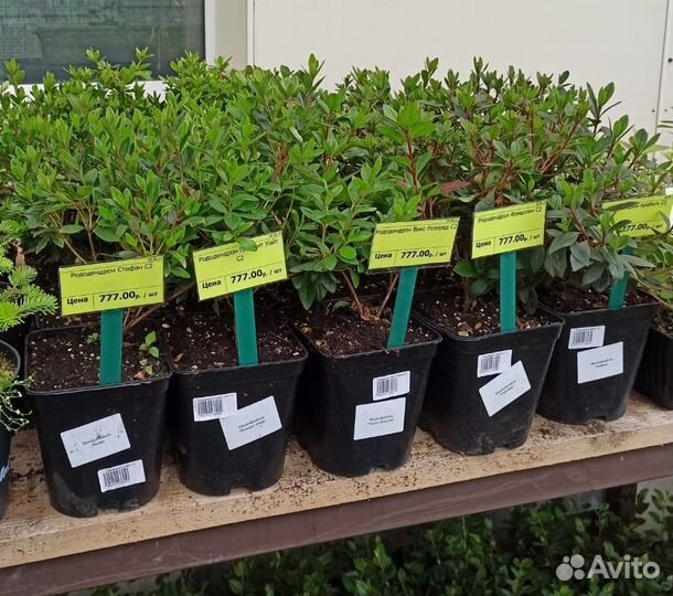 Декоративное растение Рододендрон. Саженцы