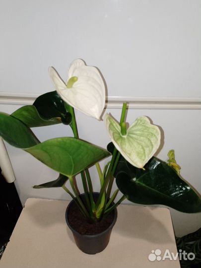 Антуриум альпина