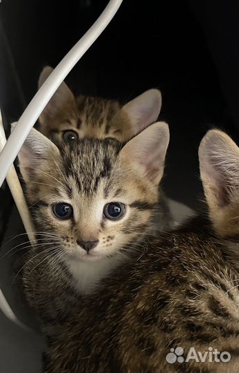 Бенгальская кошка