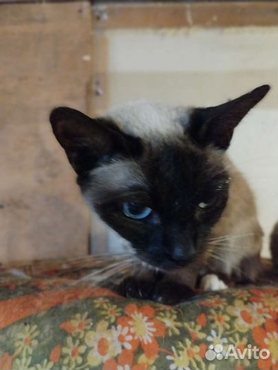 Сиамские кошки бесплатно