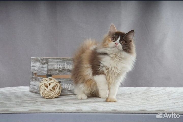 Британский котёнок Магнолия