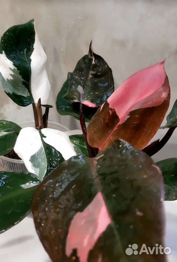 Ароидные цветы