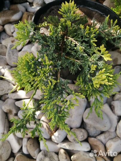 Можжевельник