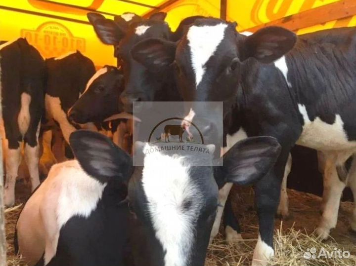 Телята бычки