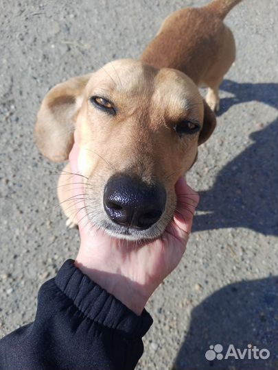 Собака в добрые руки такса